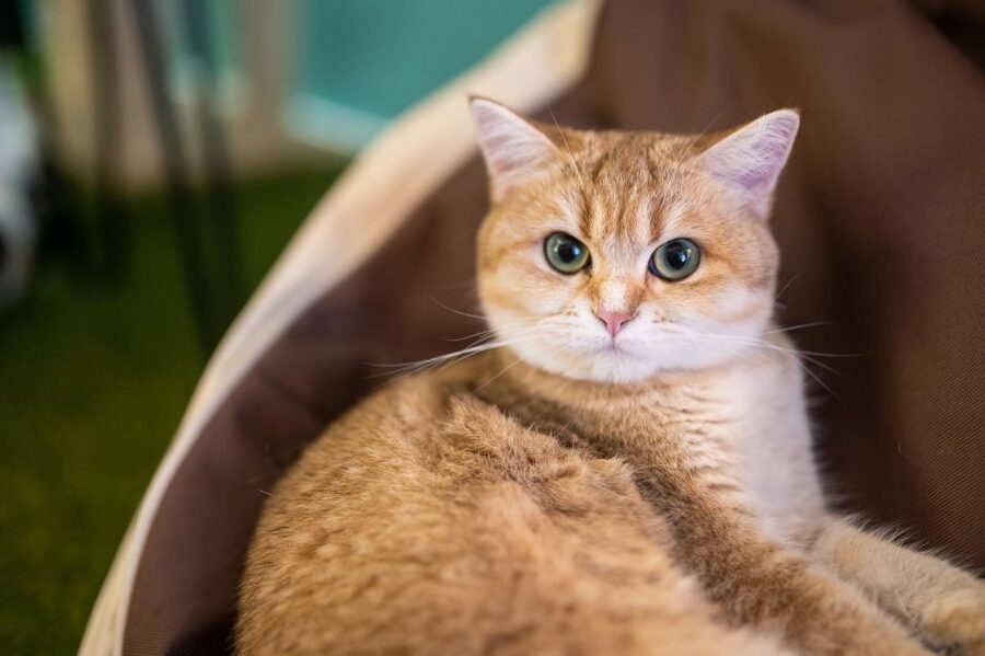 Budapest: Cat Museum Budapest Entry Ticket - The Jungle Room Explains Cat Biology