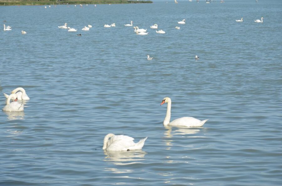 Budapest: Lake Balaton and Herend Full-Day Private Tour - Balatonfüred, Hungary’s oldest spa resort