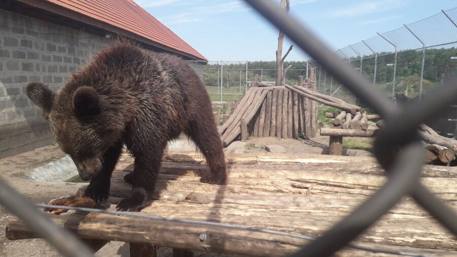 Budapest: Transport & Guided Tour of Bear and Wolf Sanctuary - Key points to know before you book