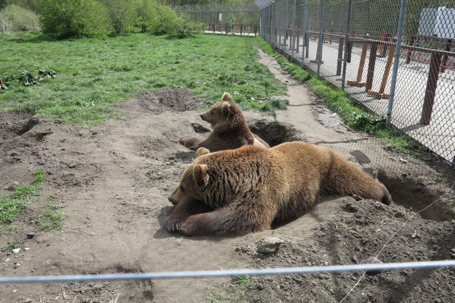 Budapest: Transport & Guided Tour of Bear and Wolf Sanctuary - Walking the 1.4-kilometer sanctuary route
