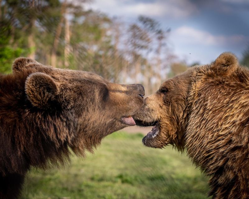Budapest: Transport & Guided Tour of Bear and Wolf Sanctuary - Wolves, lions, deer, and other residents