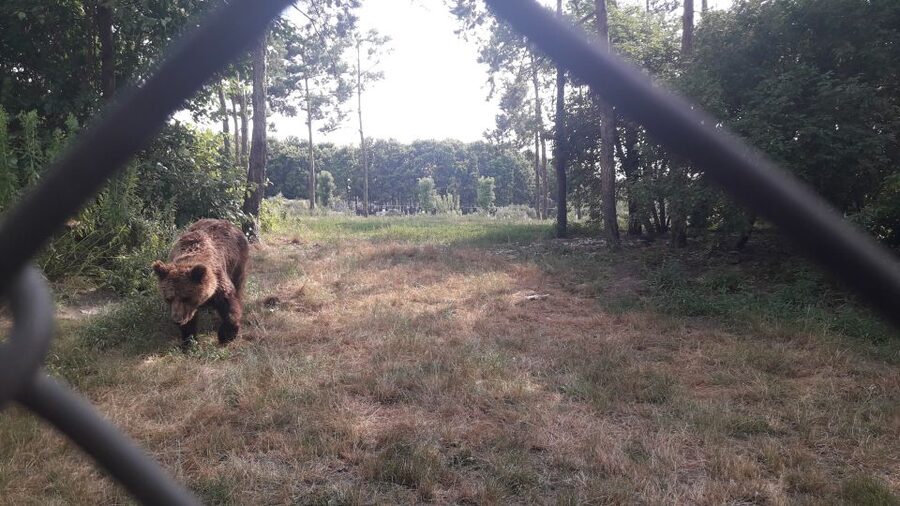 Budapest: Transport & Guided Tour of Bear and Wolf Sanctuary - What the guide adds to the experience