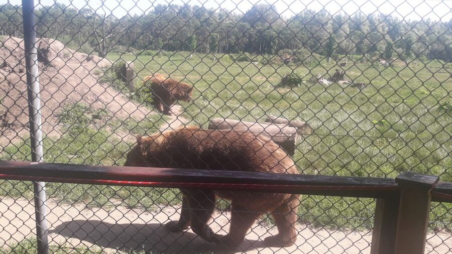 Budapest: Transport & Guided Tour of Bear and Wolf Sanctuary - Who will enjoy this four-hour outing?