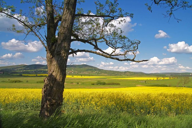 Budapest-Vienna One-Way Sightseeing Transfer - Szentendre in one hour