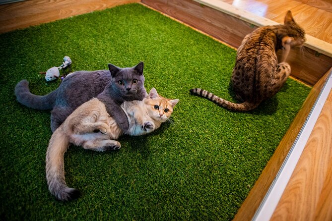 Cat Museum Budapest Entry Ticket - Key things to know before you go