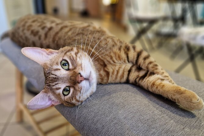Cat Museum Budapest Entry Ticket - The best time to schedule your visit