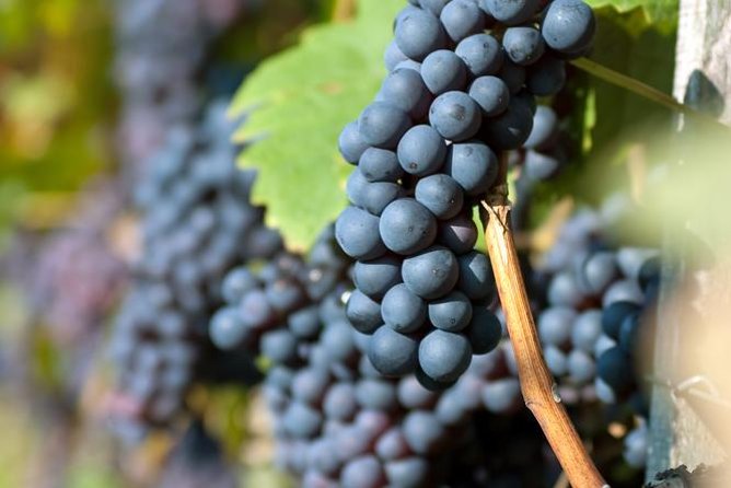 Countryside Half-day Gastro-Wine Tour from Budapest Meal & pickup - How much value do you get for $99.16?