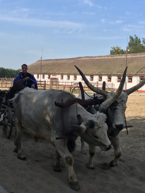 Countryside ranch, horse show & lunch - Grey cattle, Racka sheep, and the working farm