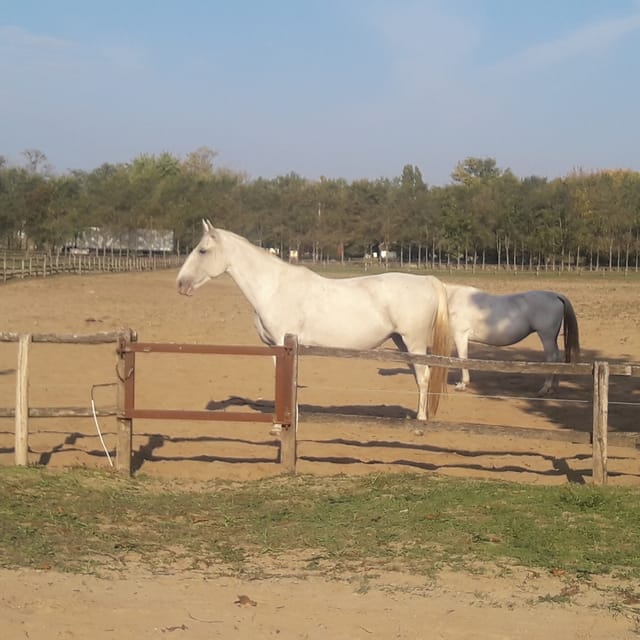 Countryside ranch, horse show & lunch - Goulash, strudel, and a shot of palinka