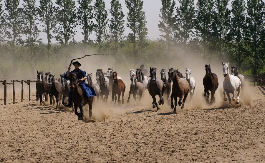 Countryside ranch, horse show & lunch - Guide quality and group atmosphere