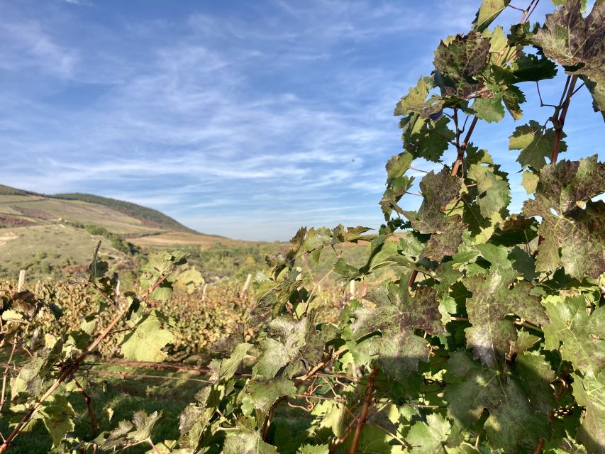 Eger: Countryside, Culture, and Wine Private Tour - What the private car adds