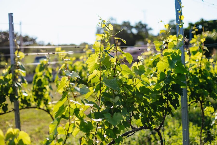From Budapest: Etyek Wine Tasting Tour with 3-Course Meal - Practical booking advice