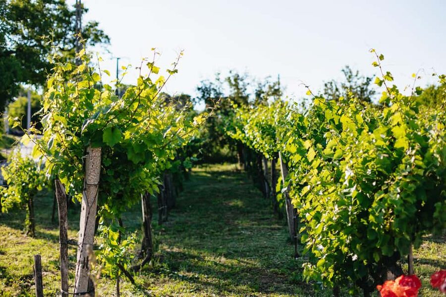 From Budapest: Etyek Wine Tasting Tour with 3-Course Meal - What the guides add to the afternoon