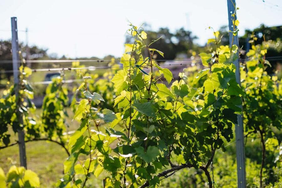 From Budapest: Etyek Wine Tasting Tour with 3-Course Meal - Value at $102 per person