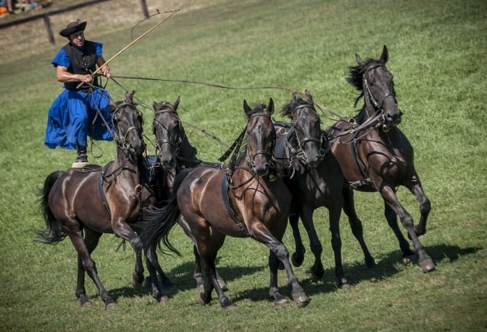 From Budapest: Puszta Horse Show and Countryside Visit - Key points to know before booking
