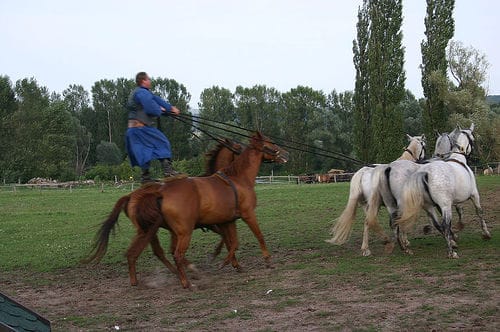 From Budapest: Puszta Horse Show and Countryside Visit - One hour in Kecskemét
