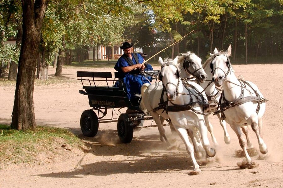 From Budapest: Puszta Horse Show and Countryside Visit - Guides, languages, and the group experience
