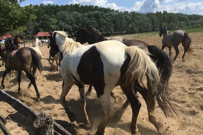 Horseshow on the Hungarian Puszta, private tour from Budapest with entry! - Is $360 per person fair?