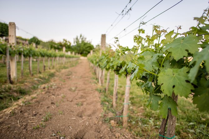 Lake Balaton Full Day Private Wine Tour - Booking and cancellation details