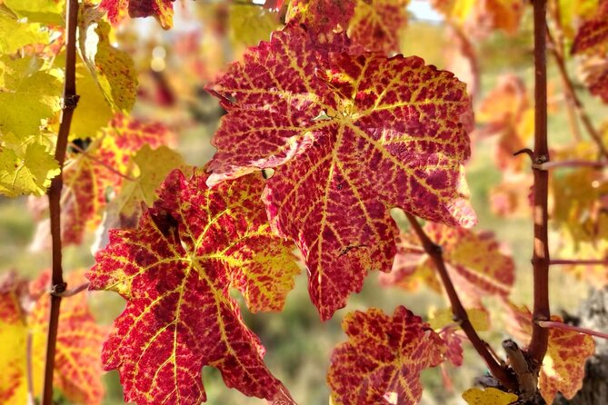 Lake Balaton private wine tasting and sightseeing from Budapest - Why a private day trip makes sense