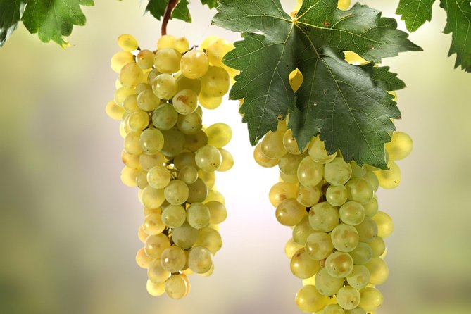 Private Lake Balaton Experience with an unforgettable Wine Tasting - Wine tasting in the Balaton region