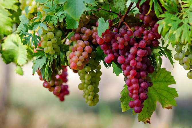Private Lake Balaton Experience with an unforgettable Wine Tasting - What the $372.34 price really buys