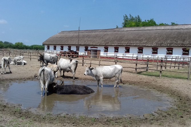 The "Puszta" Horse Show - The horse show is the centerpiece