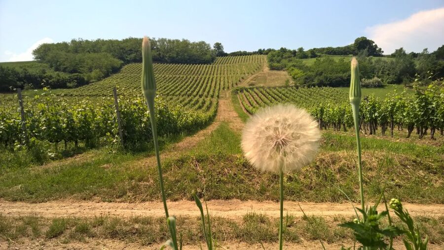 Tokaj: Classic Wine Tasting - Practical planning for your visit