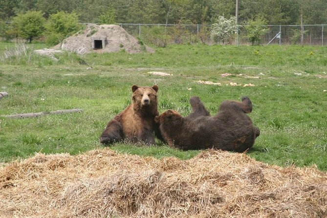 Visiting a Bear and Wolf Sanctuary - A Different Kind of Budapest Side Trip