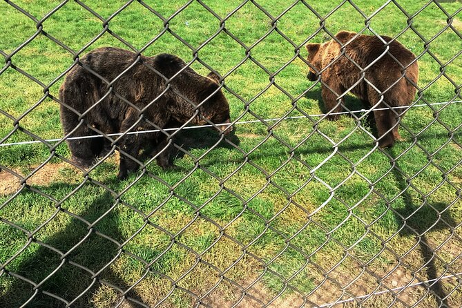 Visiting a Bear and Wolf Sanctuary - Meeting at Batthyány Square