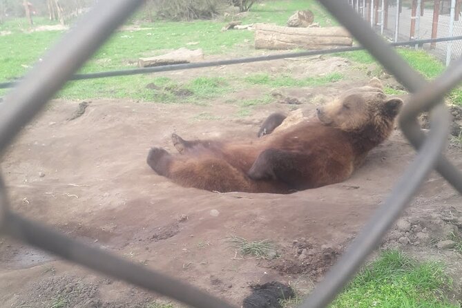 Visiting a Bear and Wolf Sanctuary - What the Guide Adds to the Visit