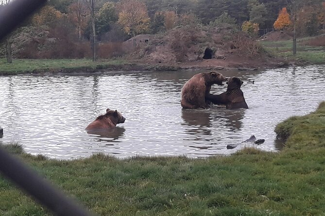 Visiting a Bear and Wolf Sanctuary - Forest, Lakes, and the Best Time to Go