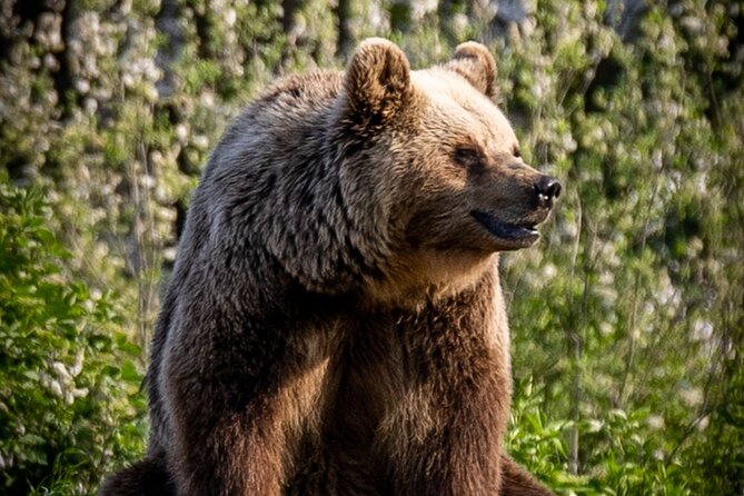Visiting a Bear and Wolf Sanctuary - What Your $90.70 Includes