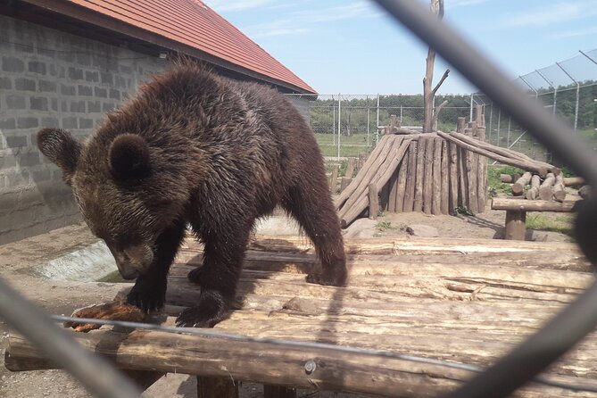Visiting a Bear and Wolf Sanctuary - Who Will Enjoy This Most