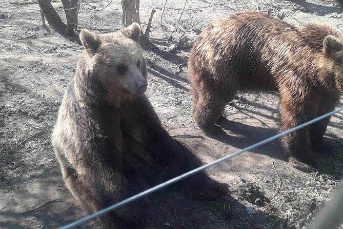 Visiting a Bear and Wolf Sanctuary - Booking Timing and Weather Rules