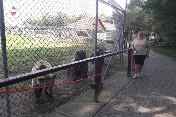 Visiting a Bear and Wolf Sanctuary - Walking Among Rescued Brown Bears