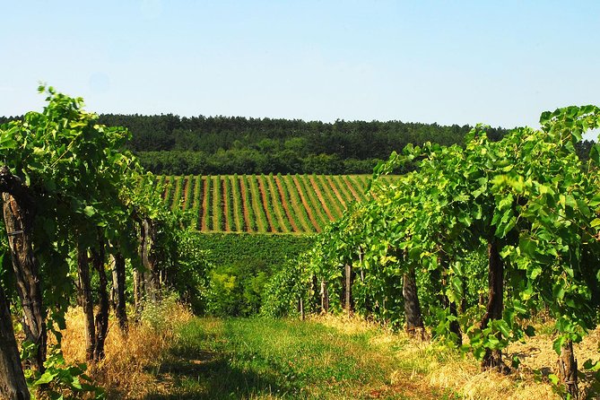 Wine Tasting Experience in Etyek Wine Region with a private air conditioned car - Key points at a glance