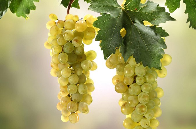 Wine Tasting Experience in Etyek Wine Region with a private air conditioned car - Gabor’s role: driver, guide, and helpful local contact